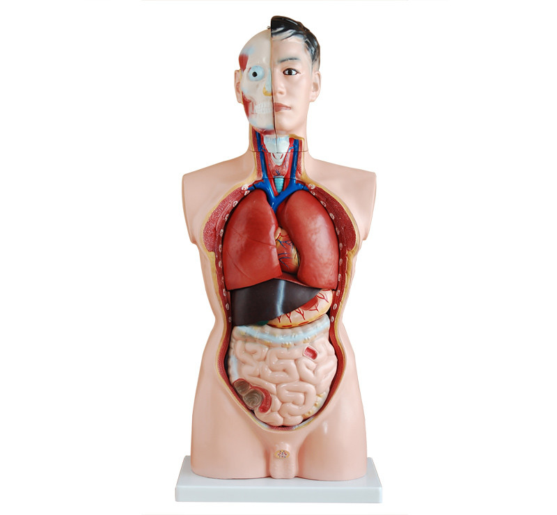 Anatomische modellen en leermiddelen