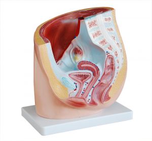 Anatomisch model vrouwelijk bekken met geslachtsdelen ST-ATM 101