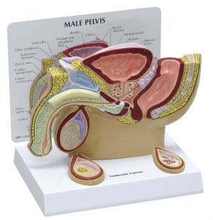 Anatomisch model mannelijk voortplantingssysteem ST-ATM 106
