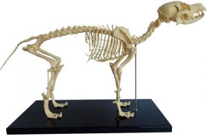 Anatomisch model hond, ware grootte ST-ATM 116