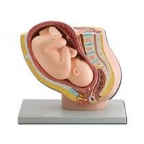 Anatomisch model van de baarmoeder met foetus ST-ATM 102