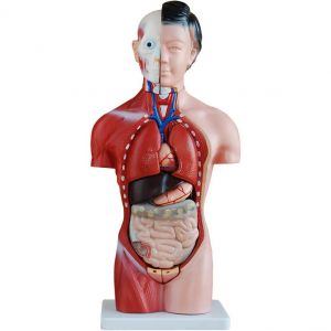Anatomisch model vrouwelijk torso 42 cm ST-ATM 53
