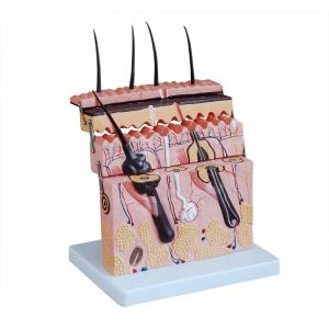 Anatomisch model diepe huidstructuur ST-ATM 94