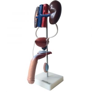 Anatomisch model mannelijk urogenitaal systeem ST-ATM 98