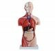 Anatomisch model mannelijk torso, 50 cm, 11-delig ST-ATM 52