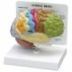 Anatomisch model hersenen in kleur ST-ATM 58