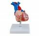 Anatomisch model levensgroot hart ST-ATM 72