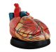 Anatomisch model hart, vier keer levensgrote ST-ATM 75