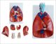 Anatomisch model strottenhoofd, hart en longen ST-ATM 79