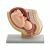 Anatomisch model van de baarmoeder met foetus ST-ATM 102
