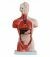 Anatomisch model torso, 26 cm, 15 onderdelen ST-ATM 055