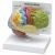 Anatomisch model hersenen in kleur ST-ATM 58