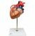 Anatomisch model bypass hart display ST-ATM 74